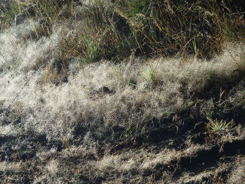 GDMBR: Sunlight refracting in the feather grass dew.